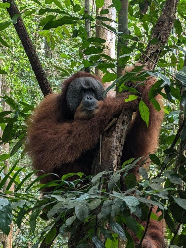 Landak River Guest House Only Trekking With Us Bukit Lawang Exterior foto