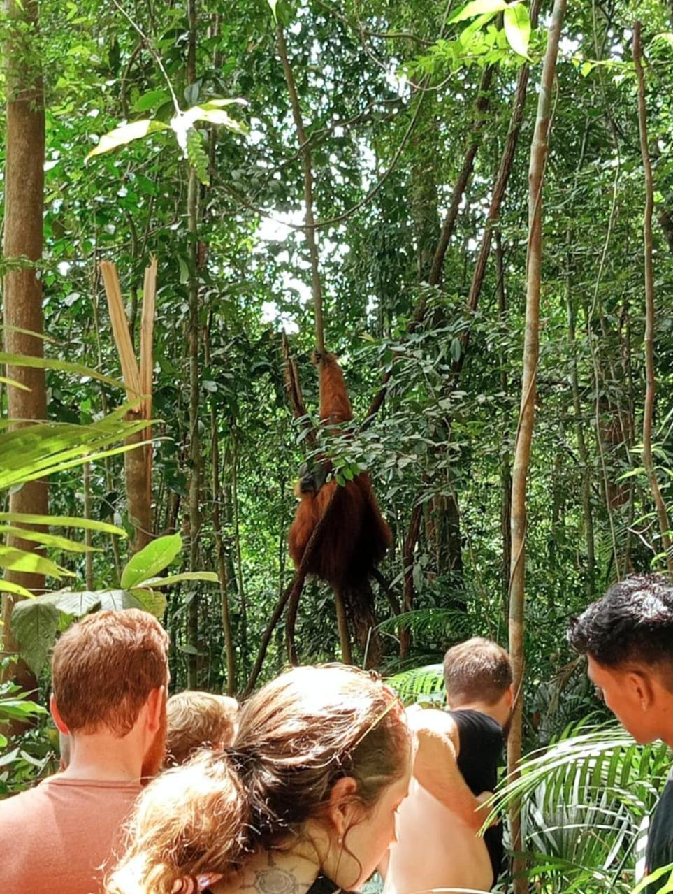 Landak River Guest House Only Trekking With Us Bukit Lawang Exterior foto