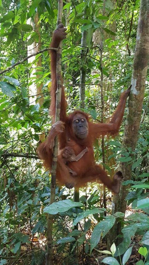 Landak River Guest House Only Trekking With Us Bukit Lawang Exterior foto